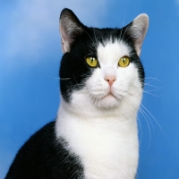гордый черно-белый кот величаво смотрит вверх