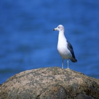 белый альбатрос на камне у моря