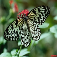 Природа - перейти на эту картинку Потрясающий обзор на нетронутую природу, незапятнаная природа, где никогда не было человека