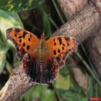 Природа - перейти на эту картинку Вызывающий обзор на идеальный мир, девственно чистая природа, где никогда не было людей