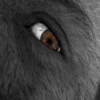 Искусство - перейти на эту картинку глаз оборотня