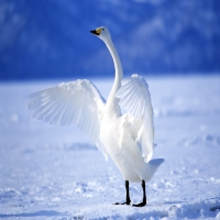 белоснежный лебедь на снегу расправил крылья