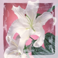 Цветы обои - перейти на эту картинку картинка о разных цветах разнообразных оттенков