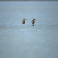 Животные - перейти на эту картинку птицы киви на мелководье