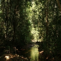пресный ручей в джунглях на острове