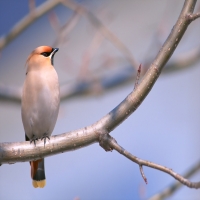 Животные - перейти на эту картинку красноголовый снегирь
